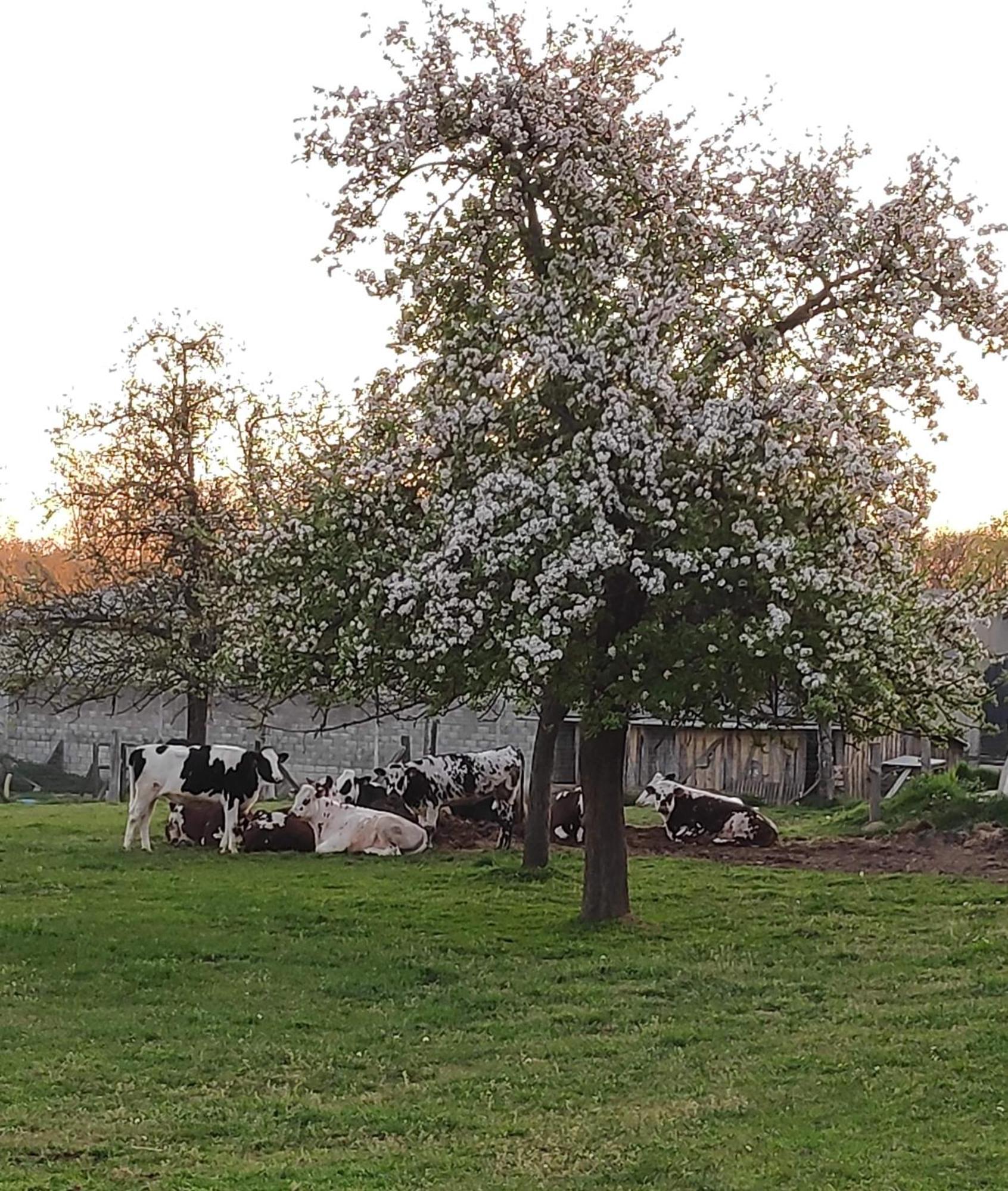 לינה וארוחת בוקר Le Teilleul Ferme De La Gortiere מראה חיצוני תמונה