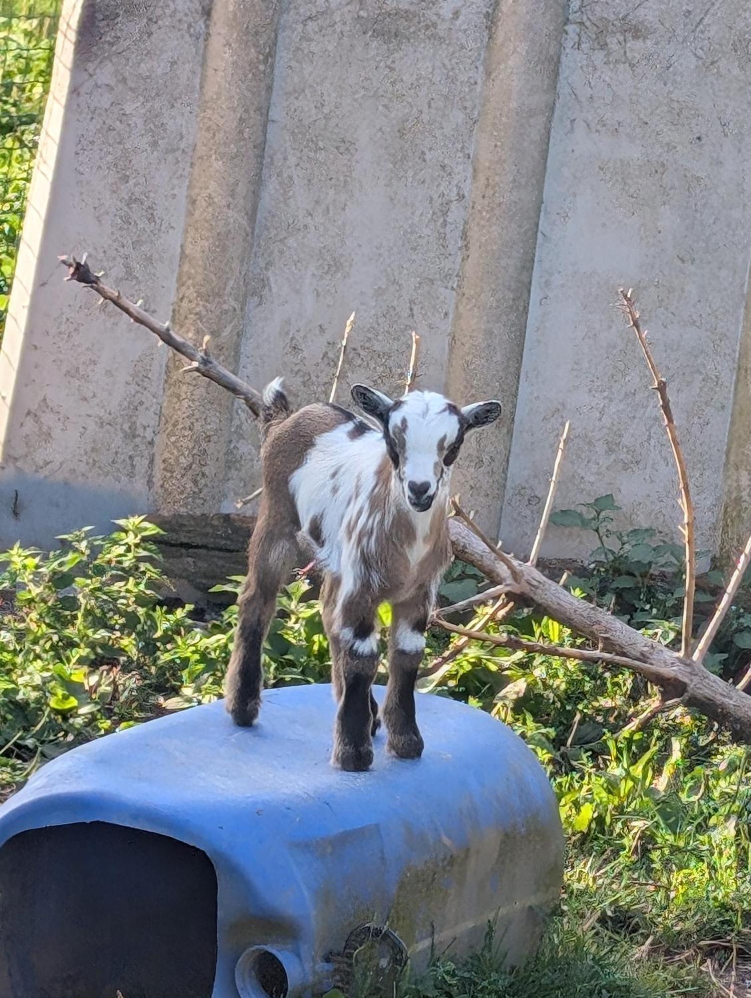 לינה וארוחת בוקר Le Teilleul Ferme De La Gortiere מראה חיצוני תמונה