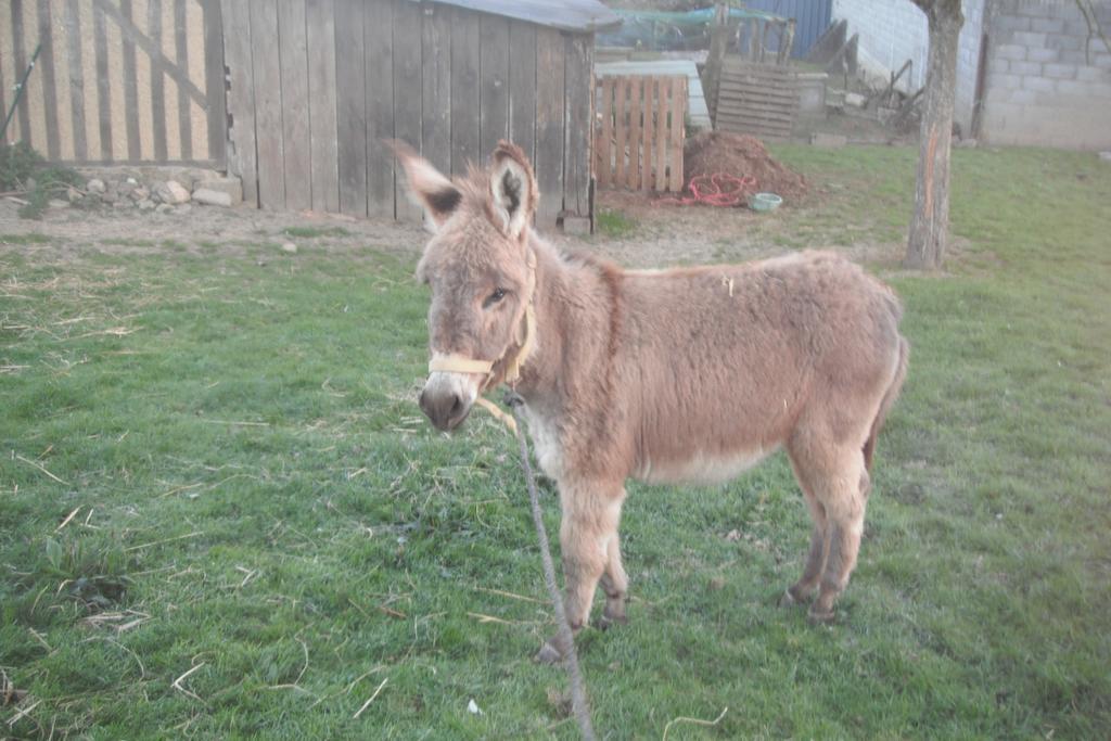 לינה וארוחת בוקר Le Teilleul Ferme De La Gortiere מראה חיצוני תמונה