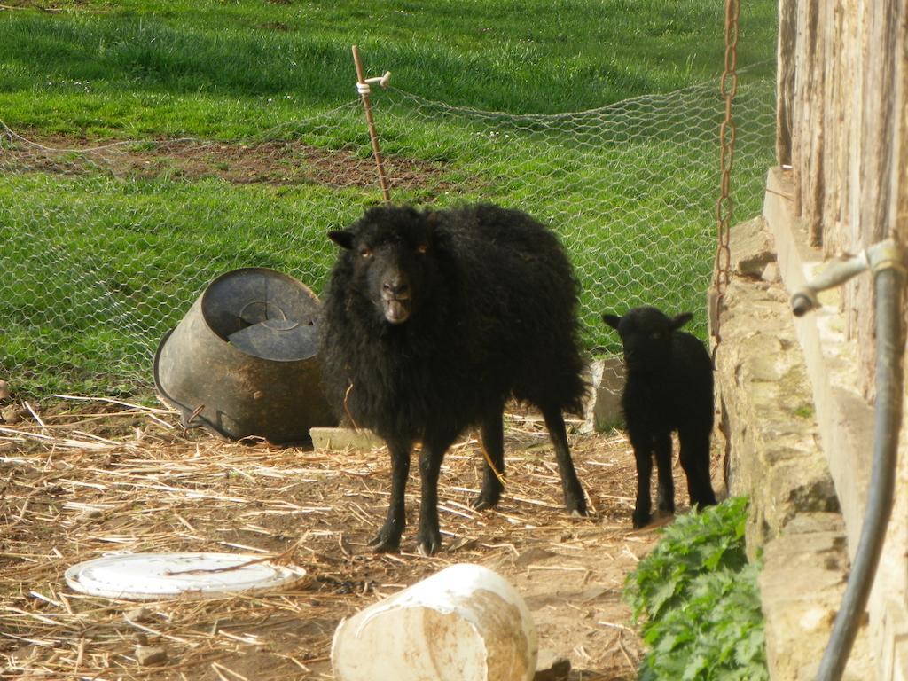 לינה וארוחת בוקר Le Teilleul Ferme De La Gortiere מראה חיצוני תמונה